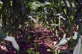 A photo of radish cover crops sown between rows of standing corn.